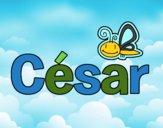 César