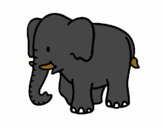 Elefante bebe