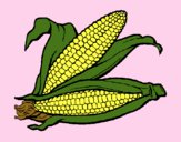 Mazorca de maíz
