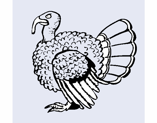 Pavo 