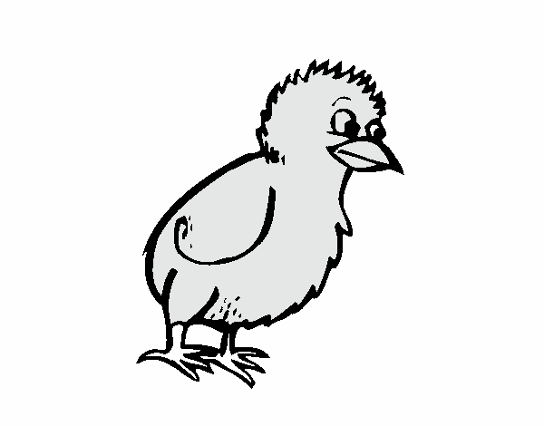 Pollito