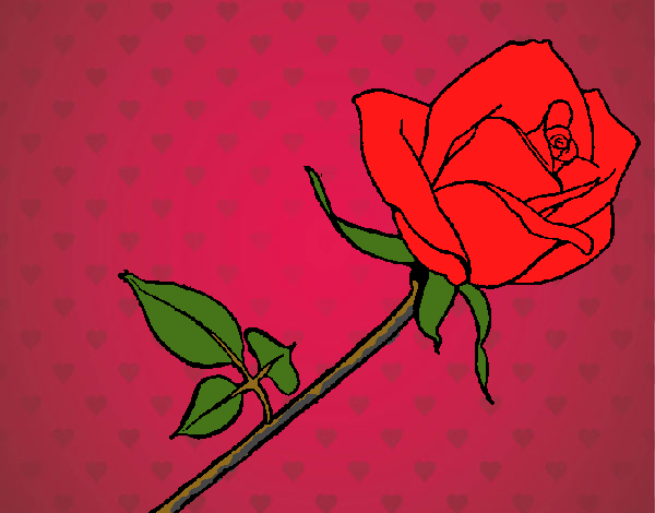 Rosa