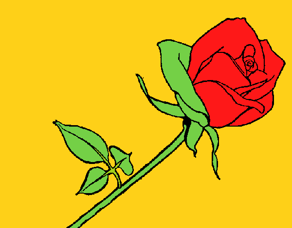 Rosa