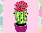 Cactus con flor