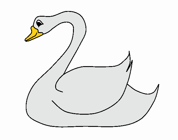 Cisne 1