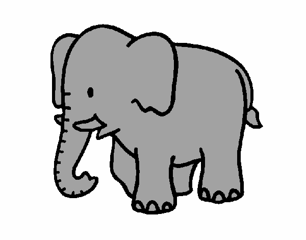 Elefante bebe