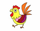 Gallina de granja