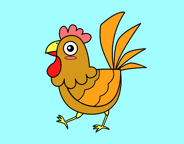 Gallina de granja