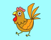 Gallina de granja