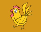 Gallina de granja