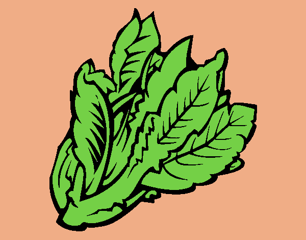 Lechuga II