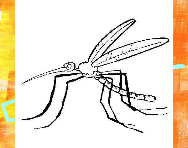 Mosquito 2