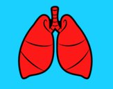 Pulmones