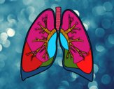 Pulmones y bronquios