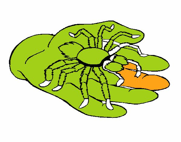 Tarántula 1