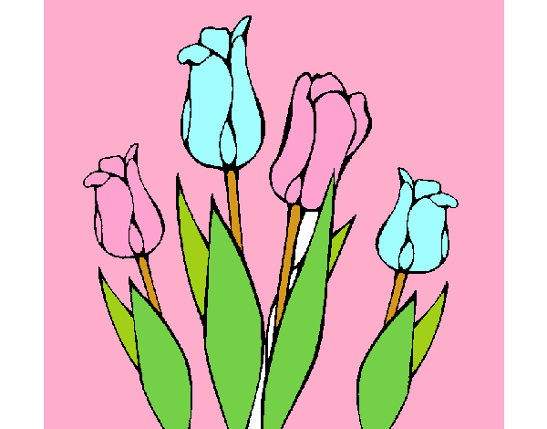 Tulipanes