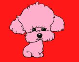 Cachorro de poodle