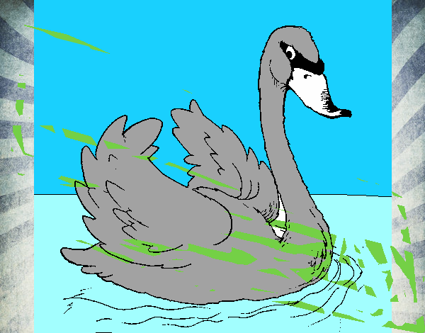 Cisne en el agua