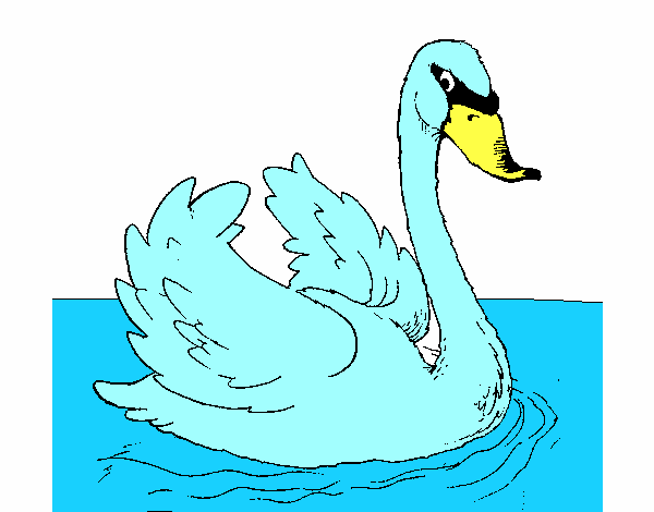 Cisne en el agua