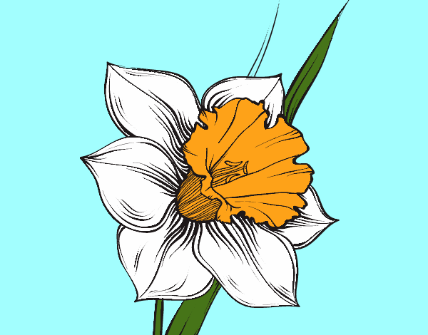 Flor de narciso