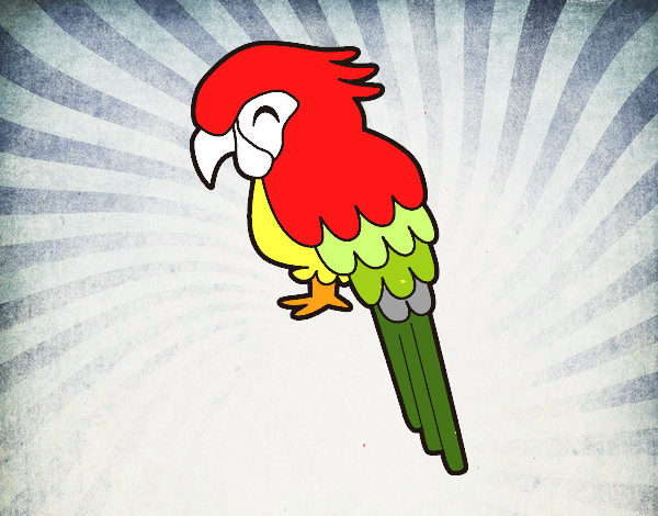 Guacamayo