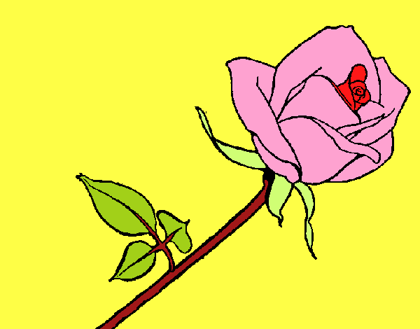 Rosa