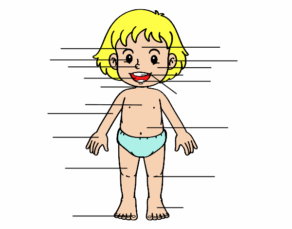 dibujos del cuerpo humano