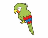 Guacamayo