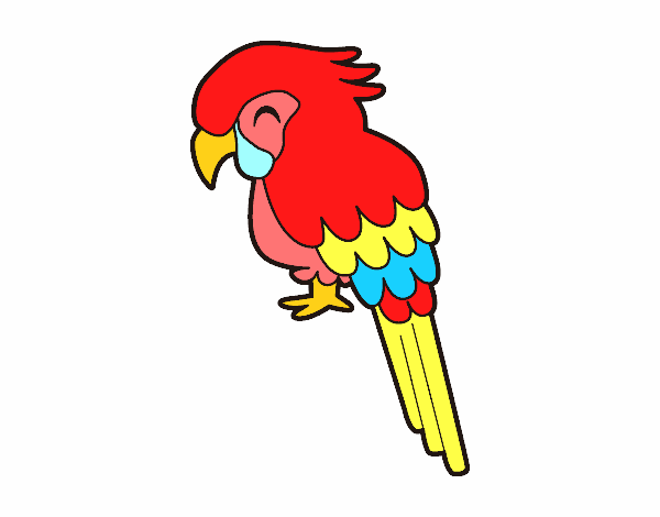 Guacamayo