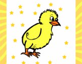 Pollito