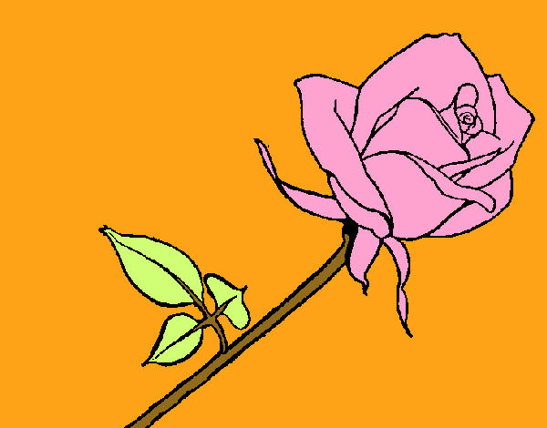 Rosa