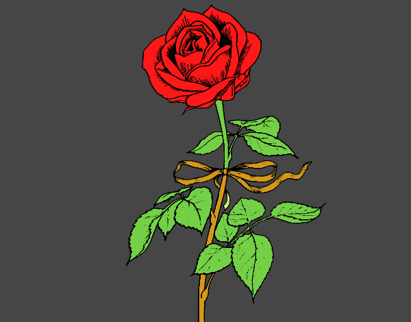 Una rosa