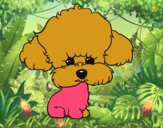 Cachorro de poodle