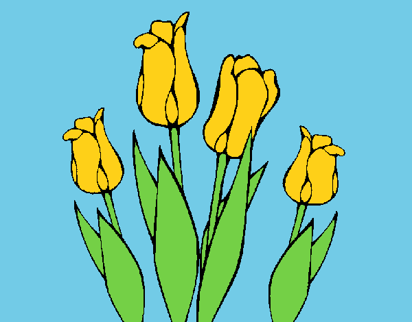 Tulipanes