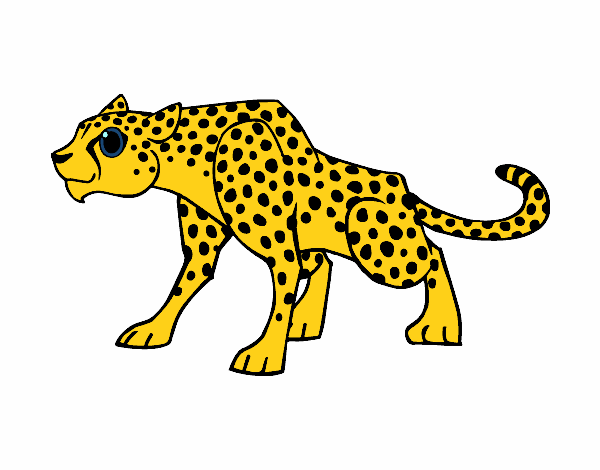 Un leopardo