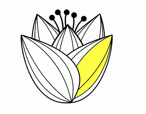 Flor de tulipán