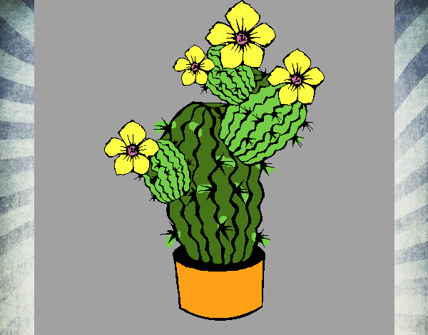 Flores de cactus