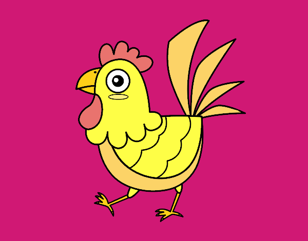 Gallina de granja