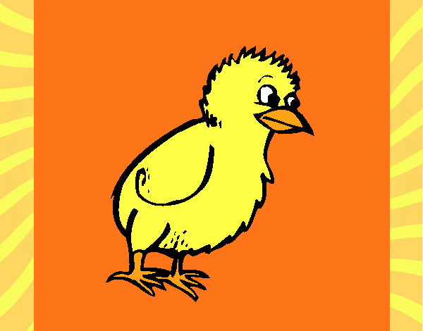 Pollito