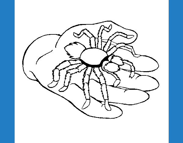 Tarántula 1