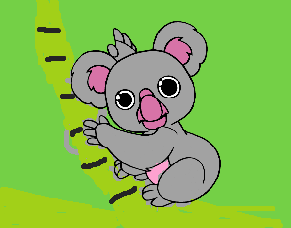 Un Koala