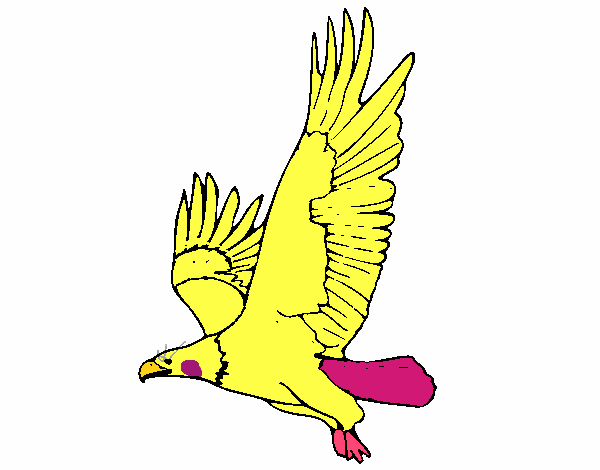 Águila volando