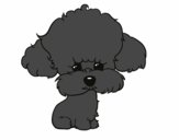 Cachorro de poodle