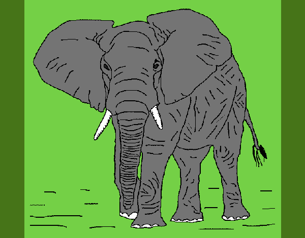 Elefante 1