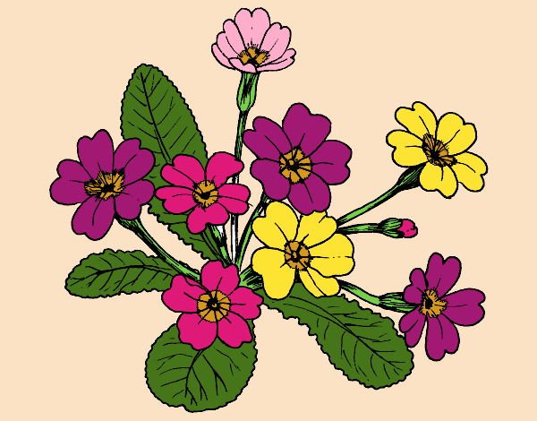 Dibujo Primula pintado por LULA1096