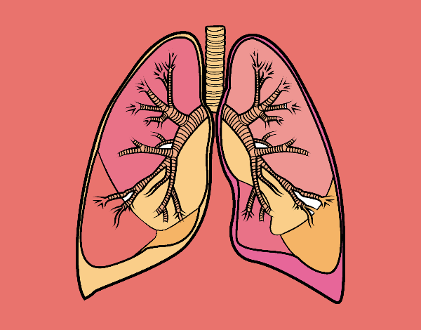 Pulmones y bronquios