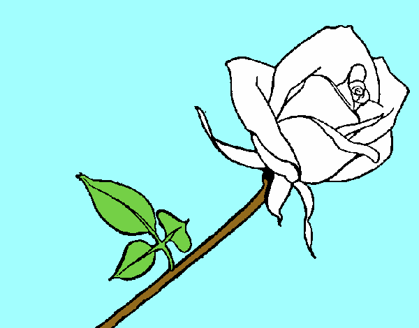 Rosa