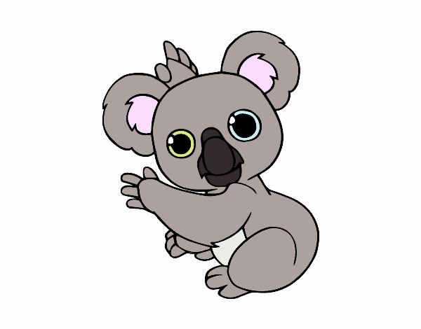 Un Koala