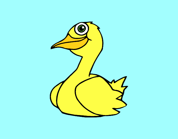 Un pato