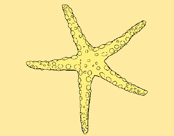 Estrellita de mar